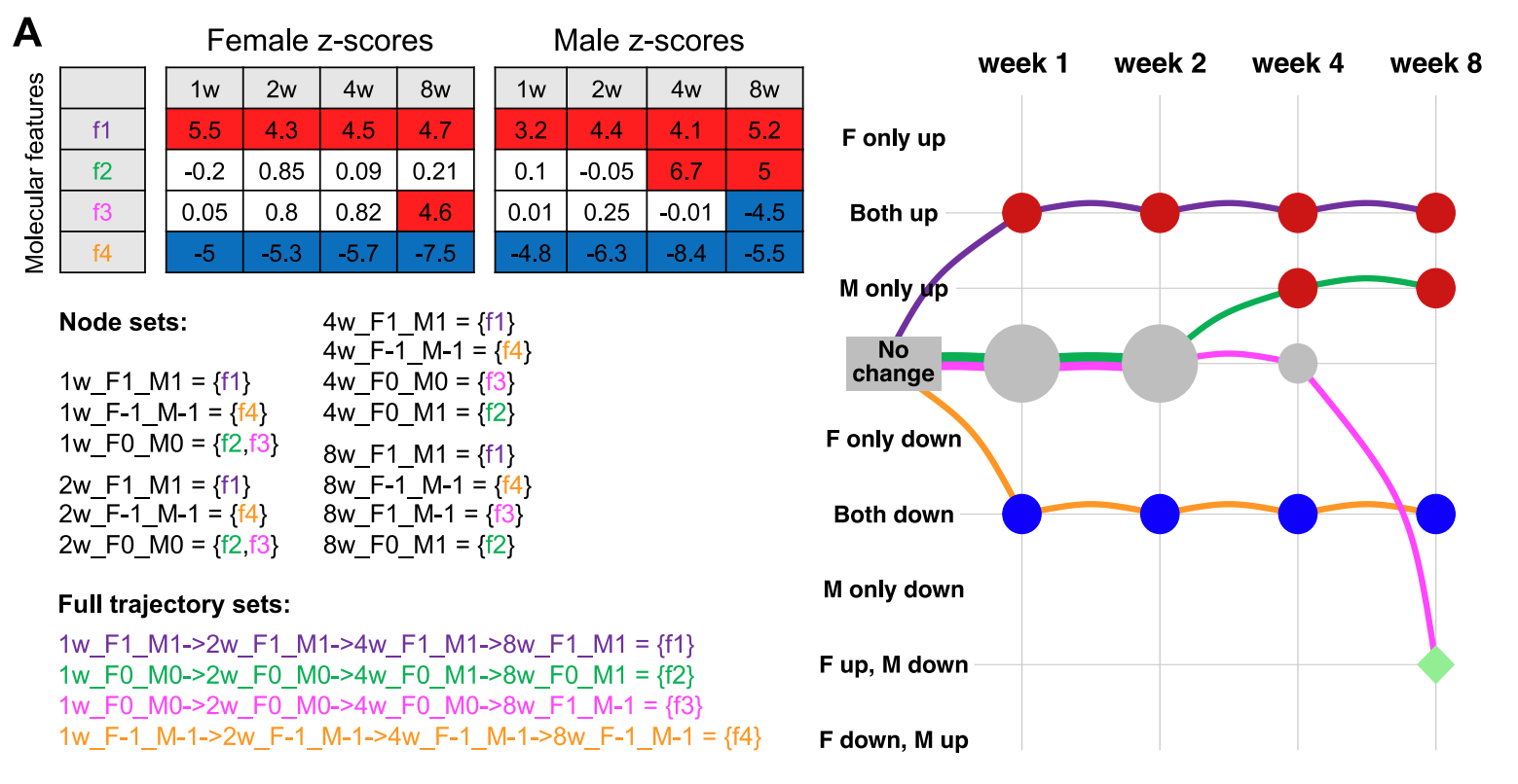 A. A schematic example of the graphical representation of the differential analysis results. Top left: the z-scores of four features. A positive score corresponds to up-regulation (red), and a negative score corresponds to down regulation (blue). Bottom left: the assignment of features to node sets and full path sets (edge sets are not shown for conciseness but can be easily inferred from the full paths). Node labels follow the [time]_F[x]_M[y] format where [time] shows the animal sacrifice week and can take one of (1w, 2w, 4w, or 8w), and [x] and [y] are one of (-1,0,1), corresponding to down-regulation, no effect, and up-regulation, respectively. Right: the graphical representation of the feature sets. Columns are training time points, and rows are the differential abundance states. Node and edge sizes are proportional to the number of features that are assigned to each set.